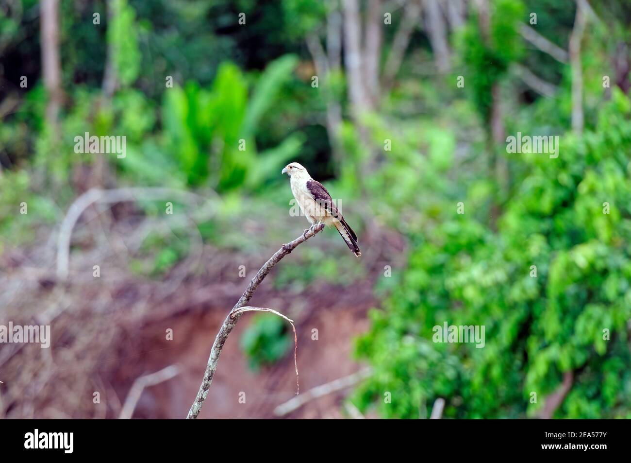 Eine gelbköpfige Caracara im Amazonas Regenwald bei Iquitos, Peru, Stockfoto