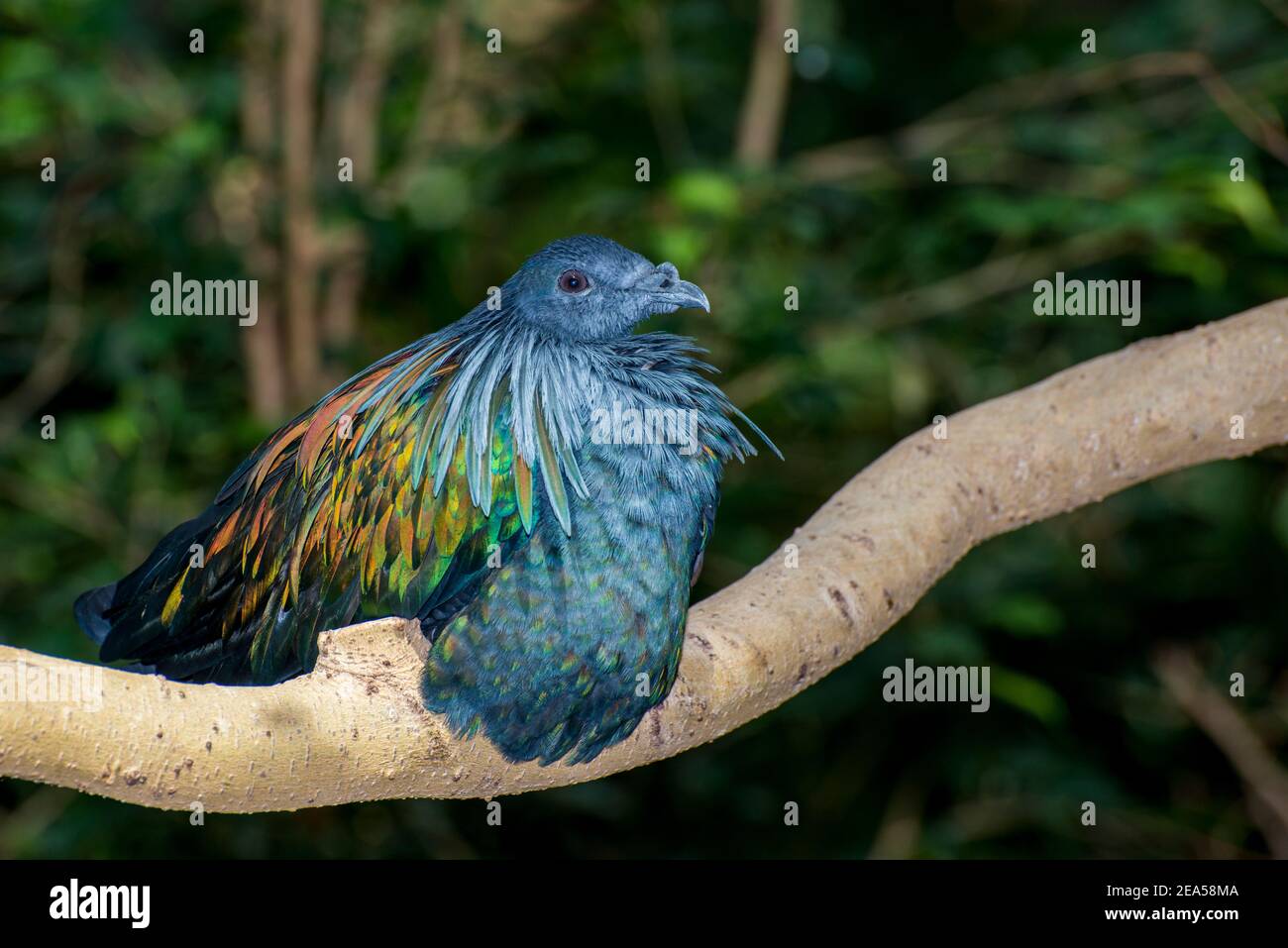 Apple Valley, Minnesota. Eine bunte Boden Wohnung Nicobar Pigeon, Caloenas nicobarica sitzt auf einem Baum Zweig. Stockfoto