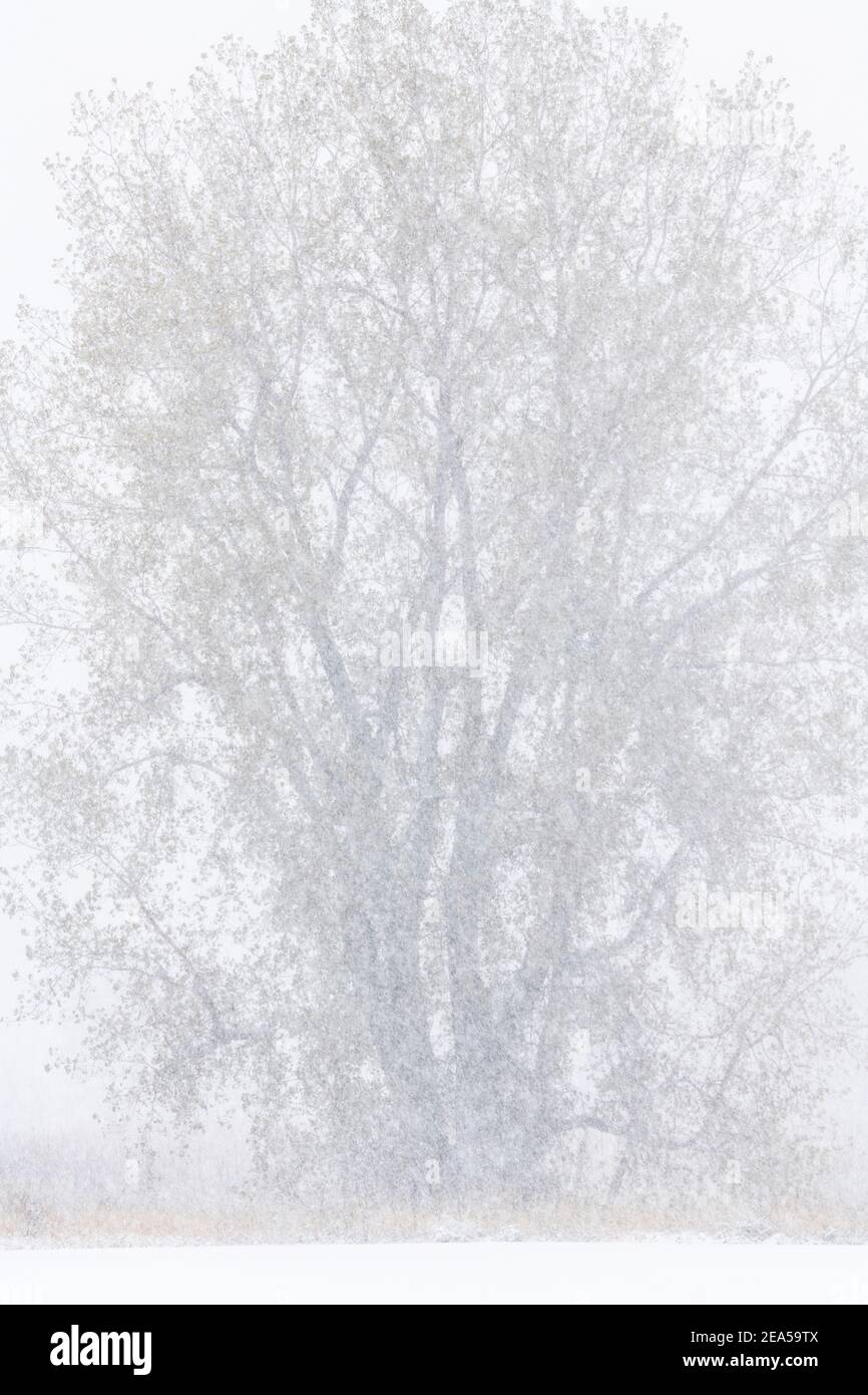 Östlicher Cottonwood Baum (Populus deltoides) im Oktober Schneesturm, MN, USA, von Dominique Braud/Dembinsky Photo Assoc Stockfoto