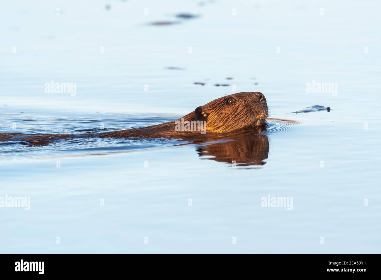American Beaver Schwimmen im Teich, Nordamerika, von Dominique Braud/Dembinsky Photo Assoc Stockfoto