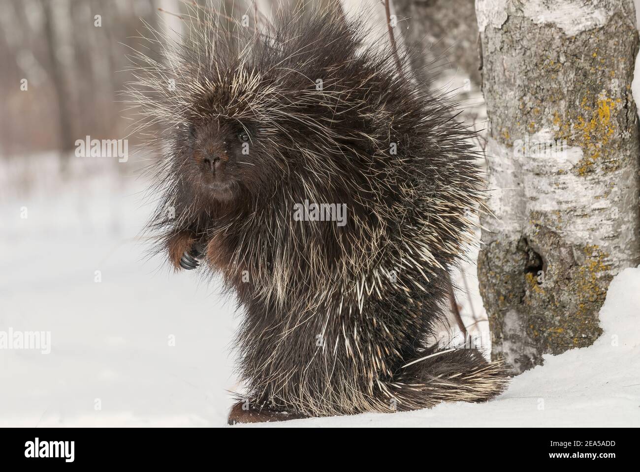 Stachelschwein (Erethizon dorsatum), Weißbirkenwald (Betula papyrifera), E. Nordamerika, von Dominique Braud/Dembinsky Photo Assoc Stockfoto