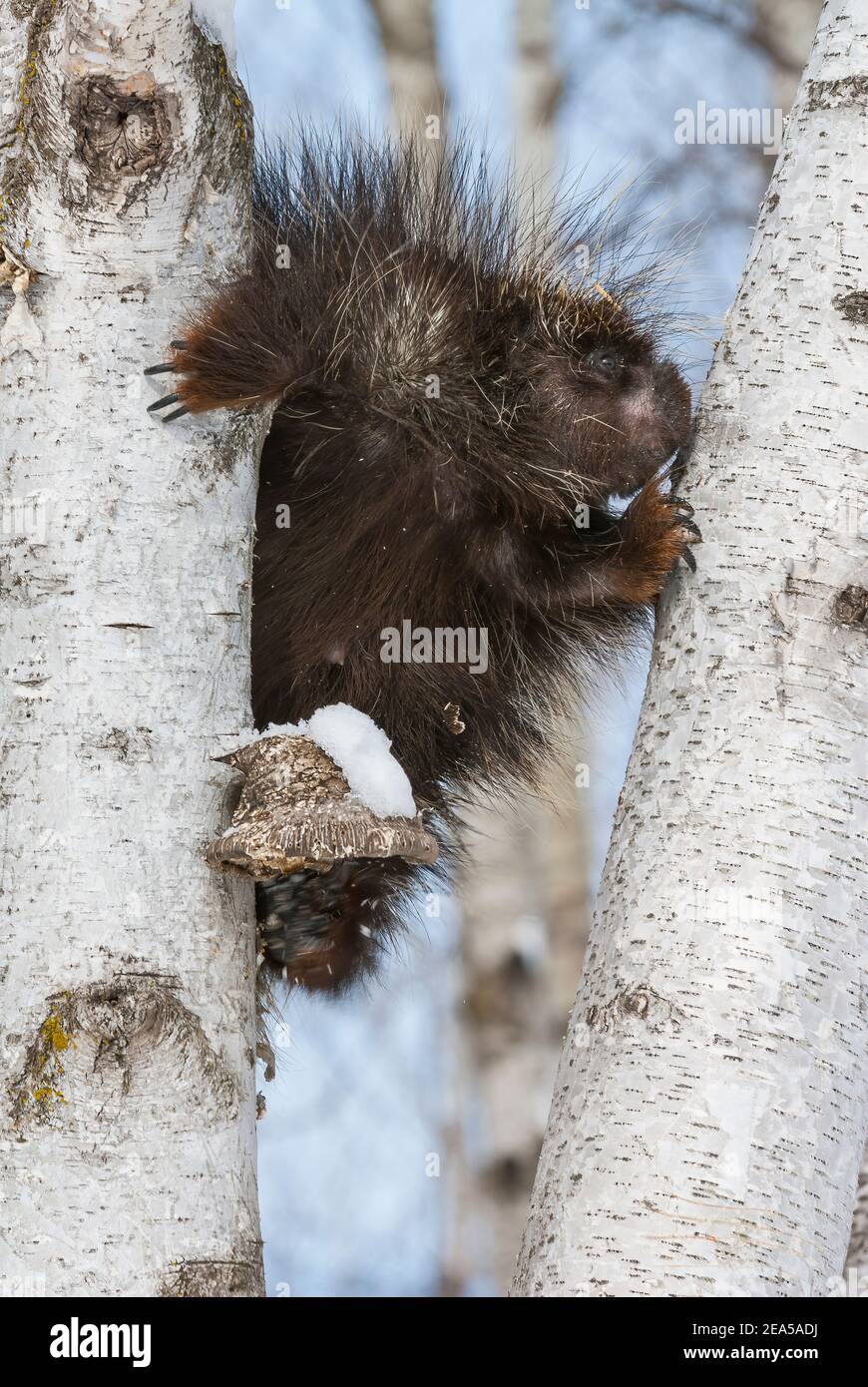 Stachelschwein (Erethizon dorsatum), Weißbirkenwald (Betula papyrifera), E. Nordamerika, von Dominique Braud/Dembinsky Photo Assoc Stockfoto