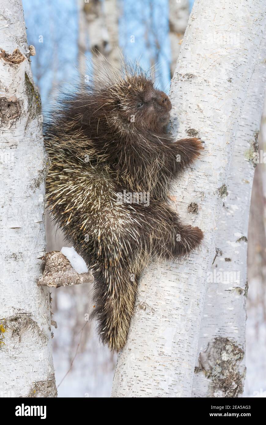 Stachelschwein (Erethizon dorsatum), Weißbirkenwald (Betula papyrifera), E. Nordamerika, von Dominique Braud/Dembinsky Photo Assoc Stockfoto