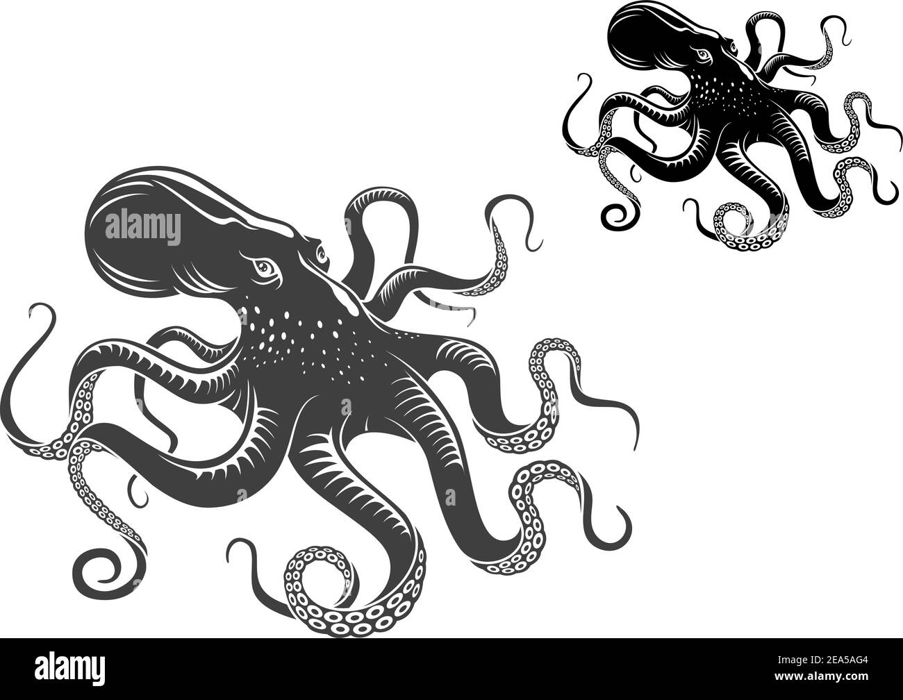 Riesenoktopus in schwarz und grau isoliert auf weiß Hintergrund Stock Vektor