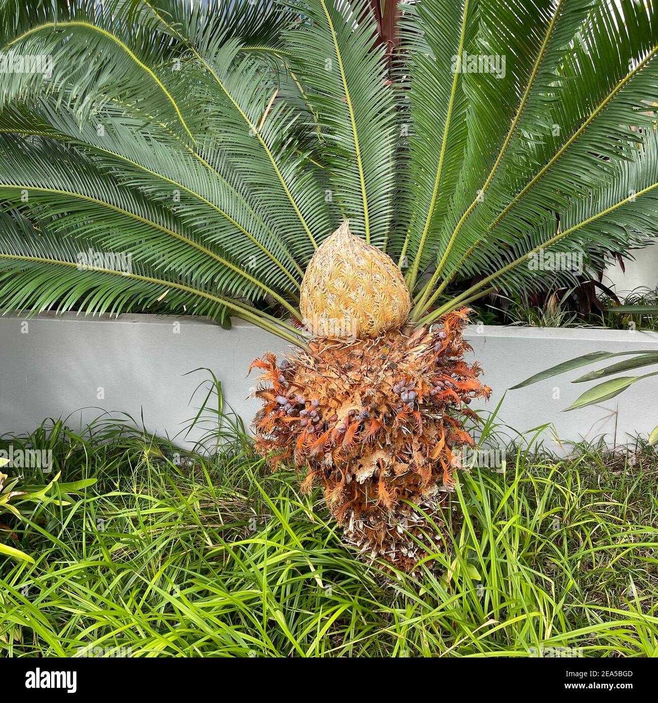 Goldener Kegel einer weiblichen Blüte oder Blüte, der Sagopalme, Cycas revoluta, in der Mitte des federleichten Laubs Stockfoto