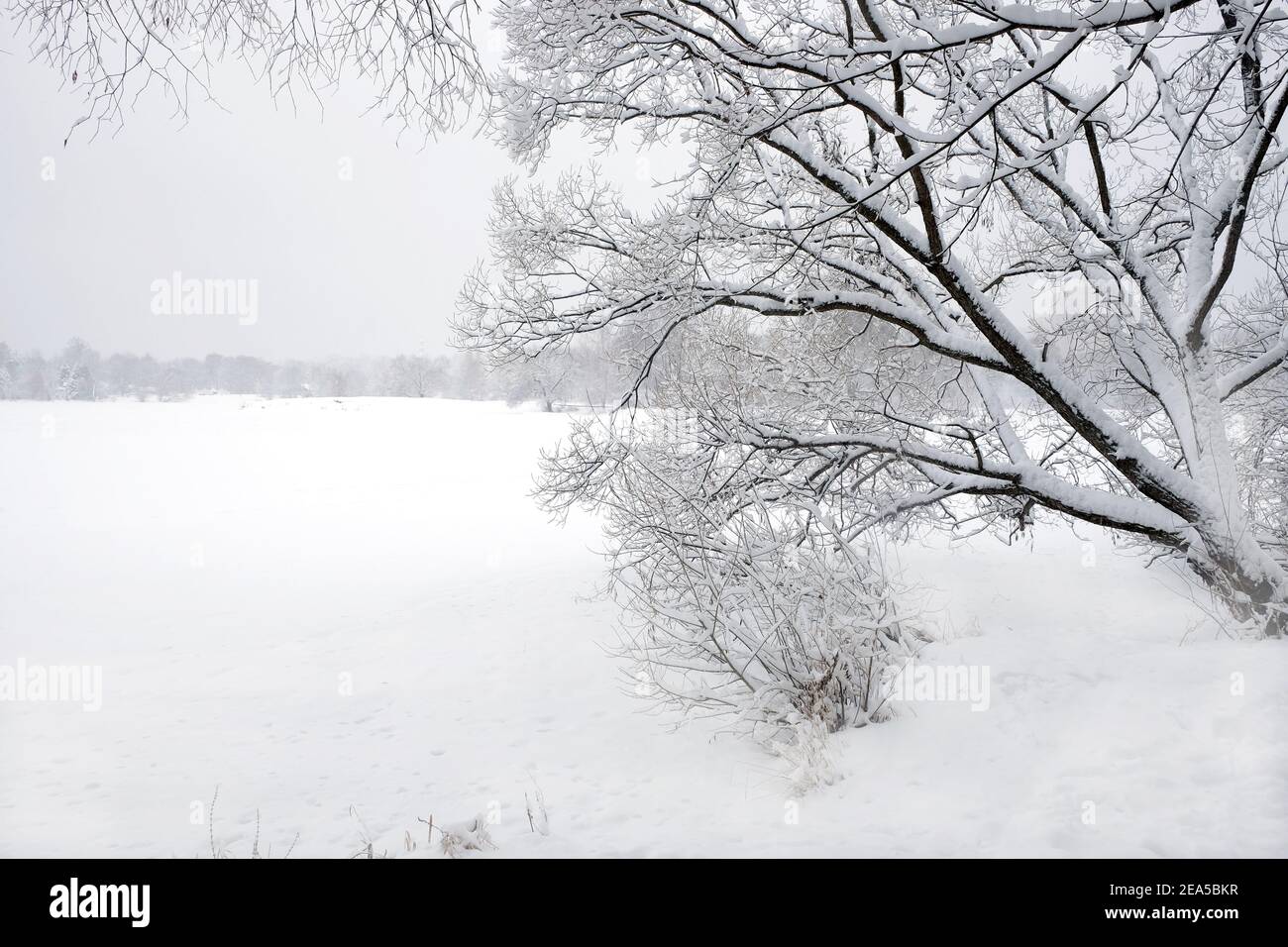 Schöne Winterlandschaft mit schneebedeckten Bäumen am Rande des Der Wald und gefrorene Fluss unter bewölktem Tag Stockfoto