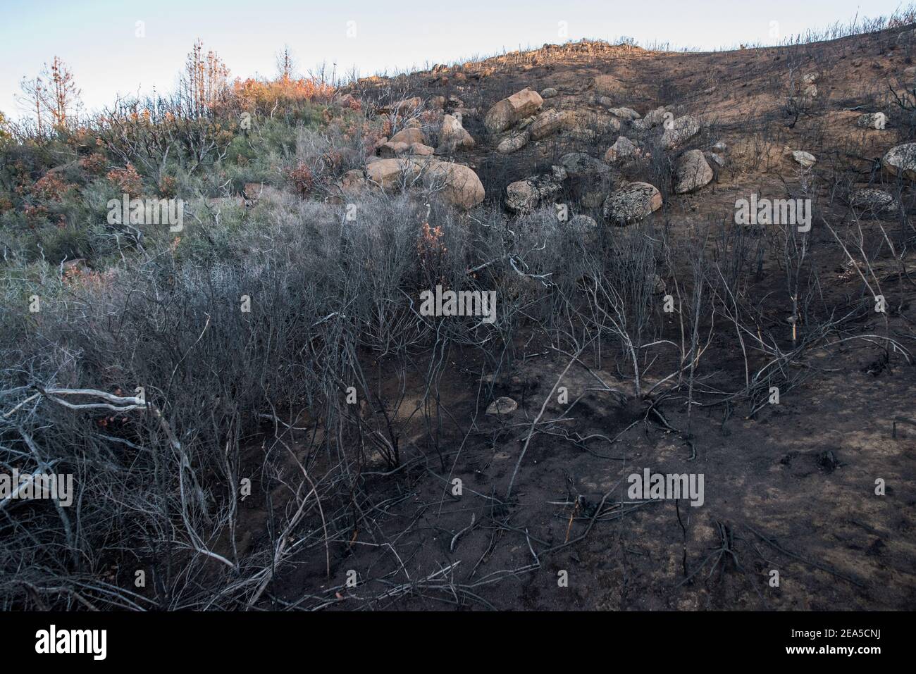 Lebende Vegetation und die Grenze, die Waldbrand erreicht, ein gesundes Ökosystem auf der einen Seite und verbrannte Landschaft auf der anderen. In Kalifornien. Stockfoto