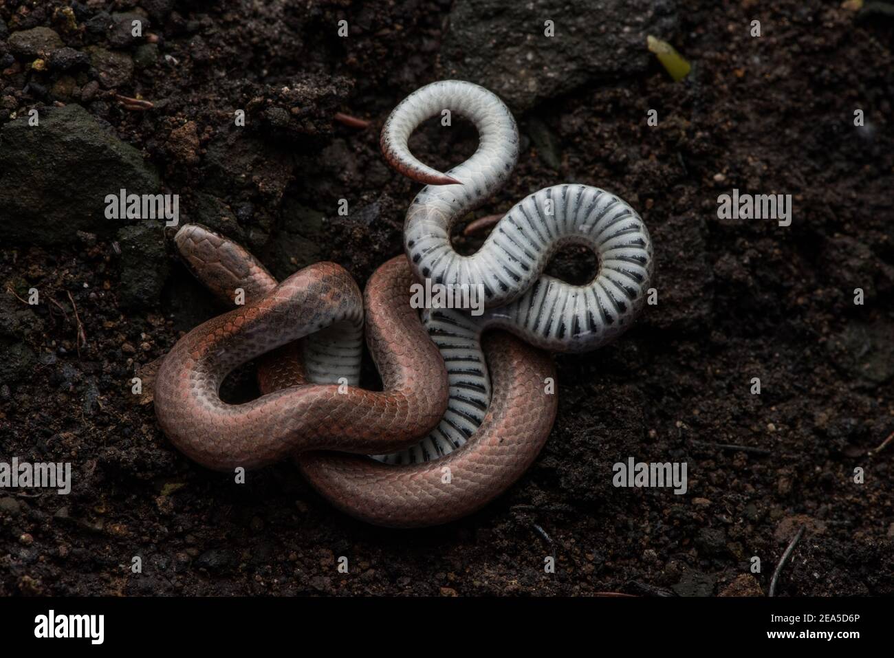 Die scharfe Schwanzschlange (Contia tenuis) eine kleine Schlange, die an der Westküste Nordamerikas gefunden wurde. Stockfoto