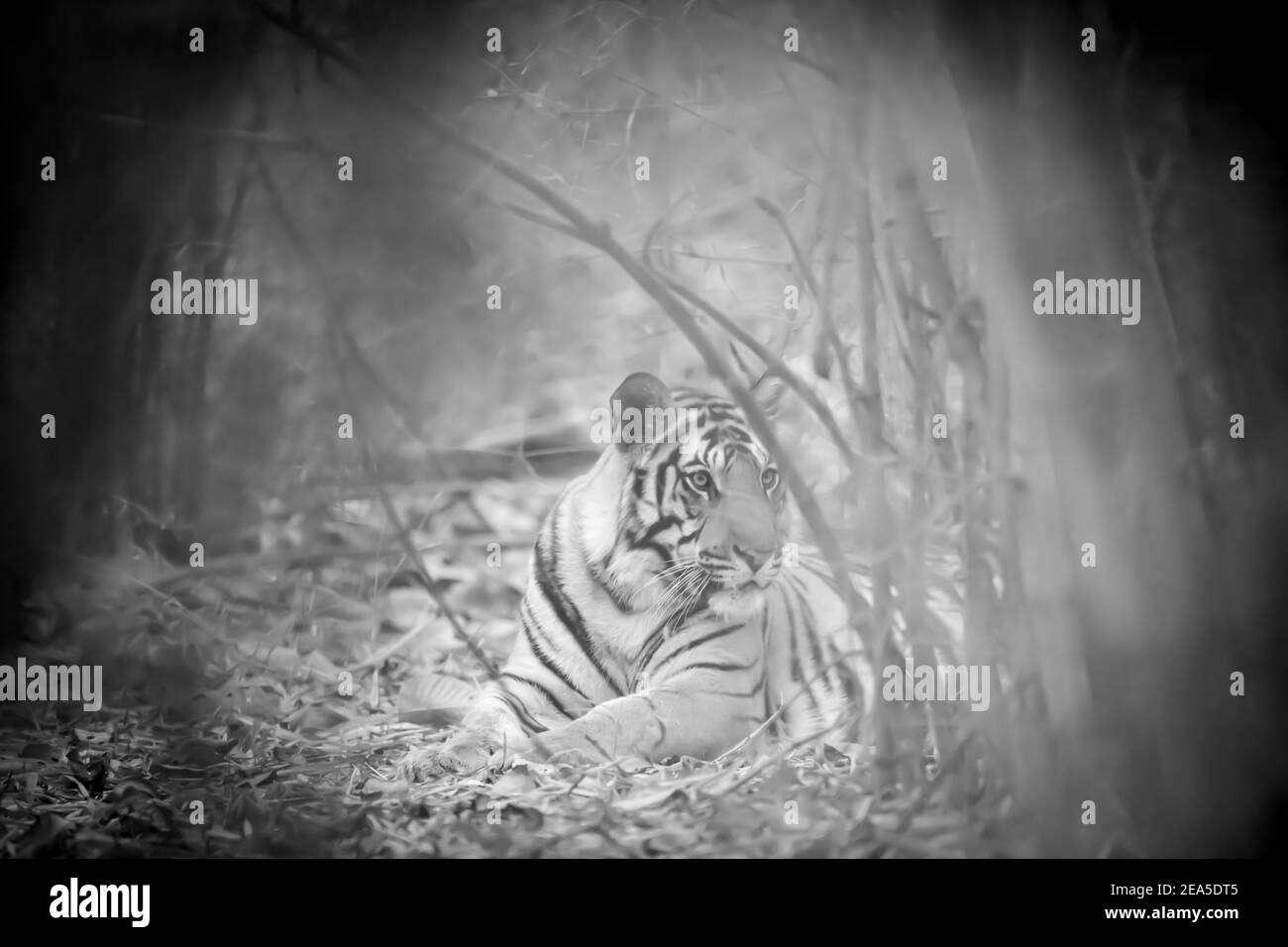 Bengaltiger (Panthera tigris tigris) Ist auf dem indischen Subkontinent zu finden Stockfoto