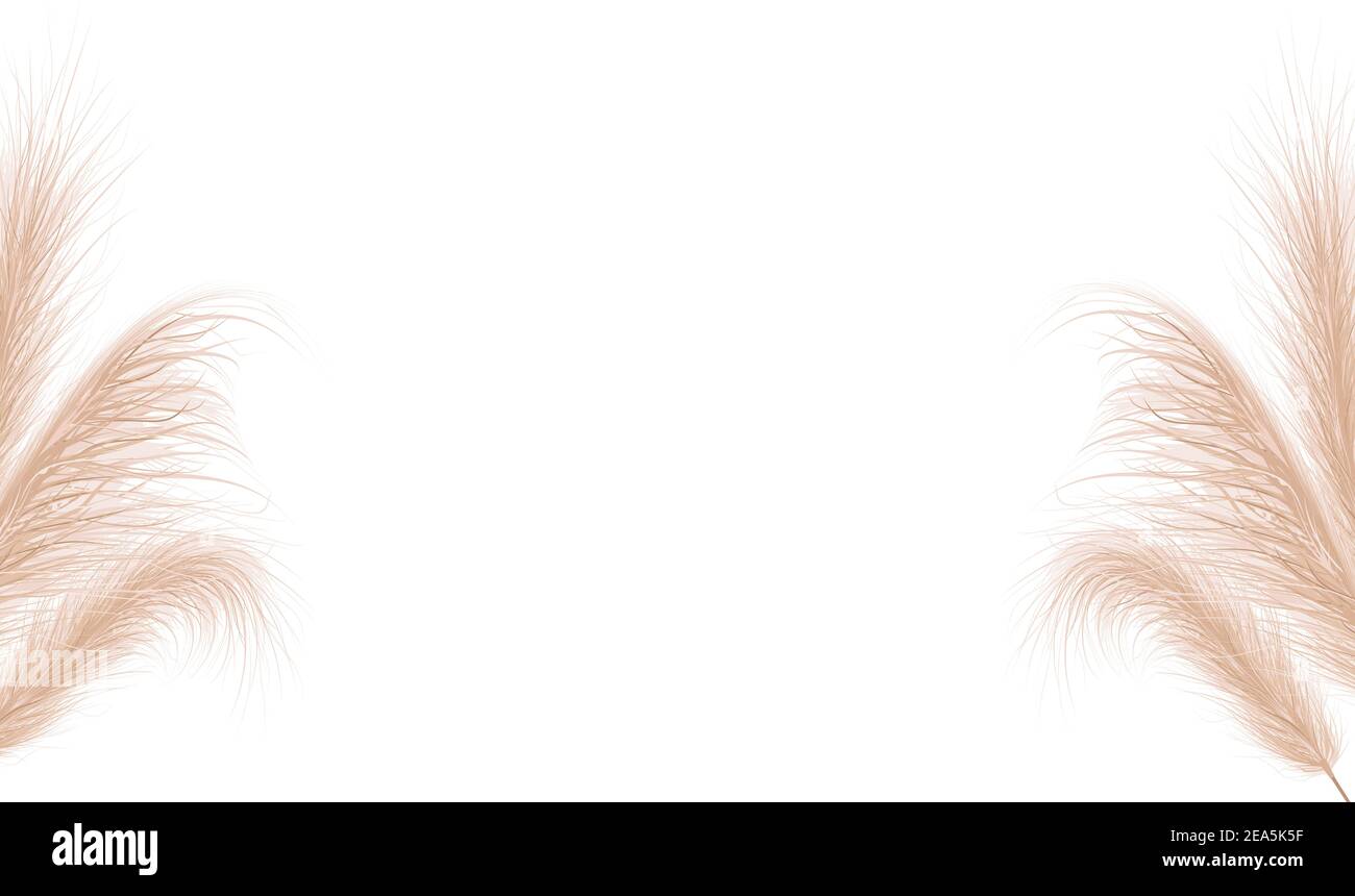 Getrocknetes natürliches Pampagras. Florale Ornamentelemente im Boho-Stil. Vektor-Illustration von cortaderia selloana. Neues, trendiges Wohndekor. Flach liegend, Kopie Stock Vektor