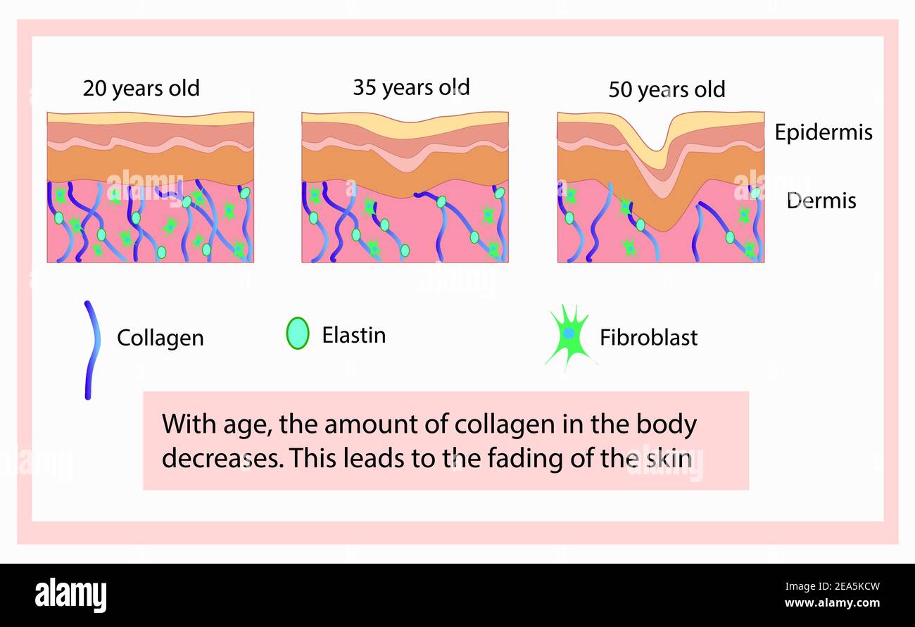 Vektordarstellung von Strukturzellen mit Kollagen, Elastin und Fibroblast, Alterungsprozess Stock Vektor