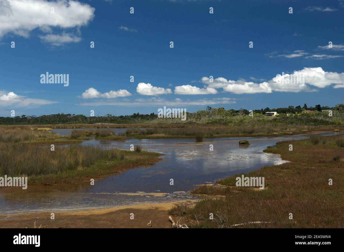 Ein Sumpf in den Warringine Feuchtgebieten bei Ebbe - die Schlammflatten in diesem Bild sind bei Flut getaucht, zusammen mit den meisten Sumpfgräsern. Stockfoto