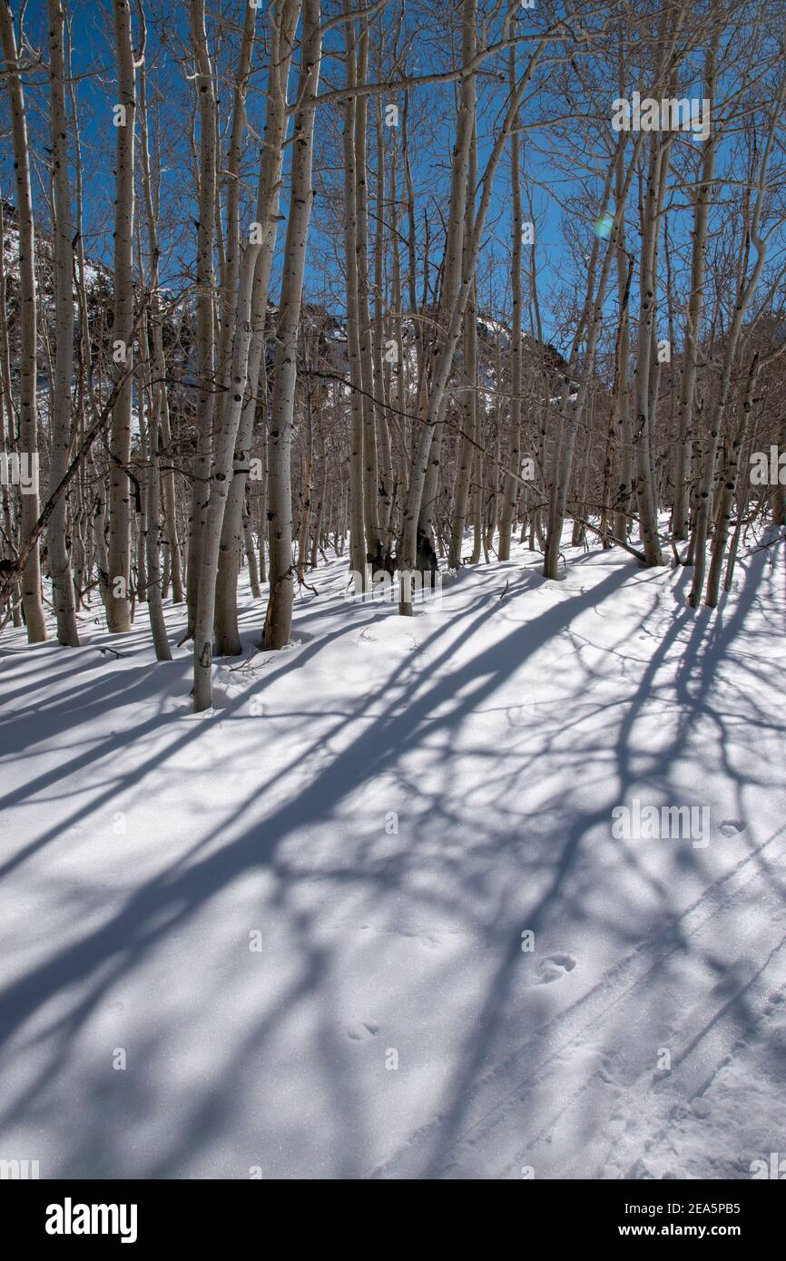 Die Straße am South Fork Bishop Creek in Inyo County, CA vorbei ist zu dieser Jahreszeit mit Schnee bedeckt, was es zu einem guten Wanderweg macht, auch für Hunde. Stockfoto