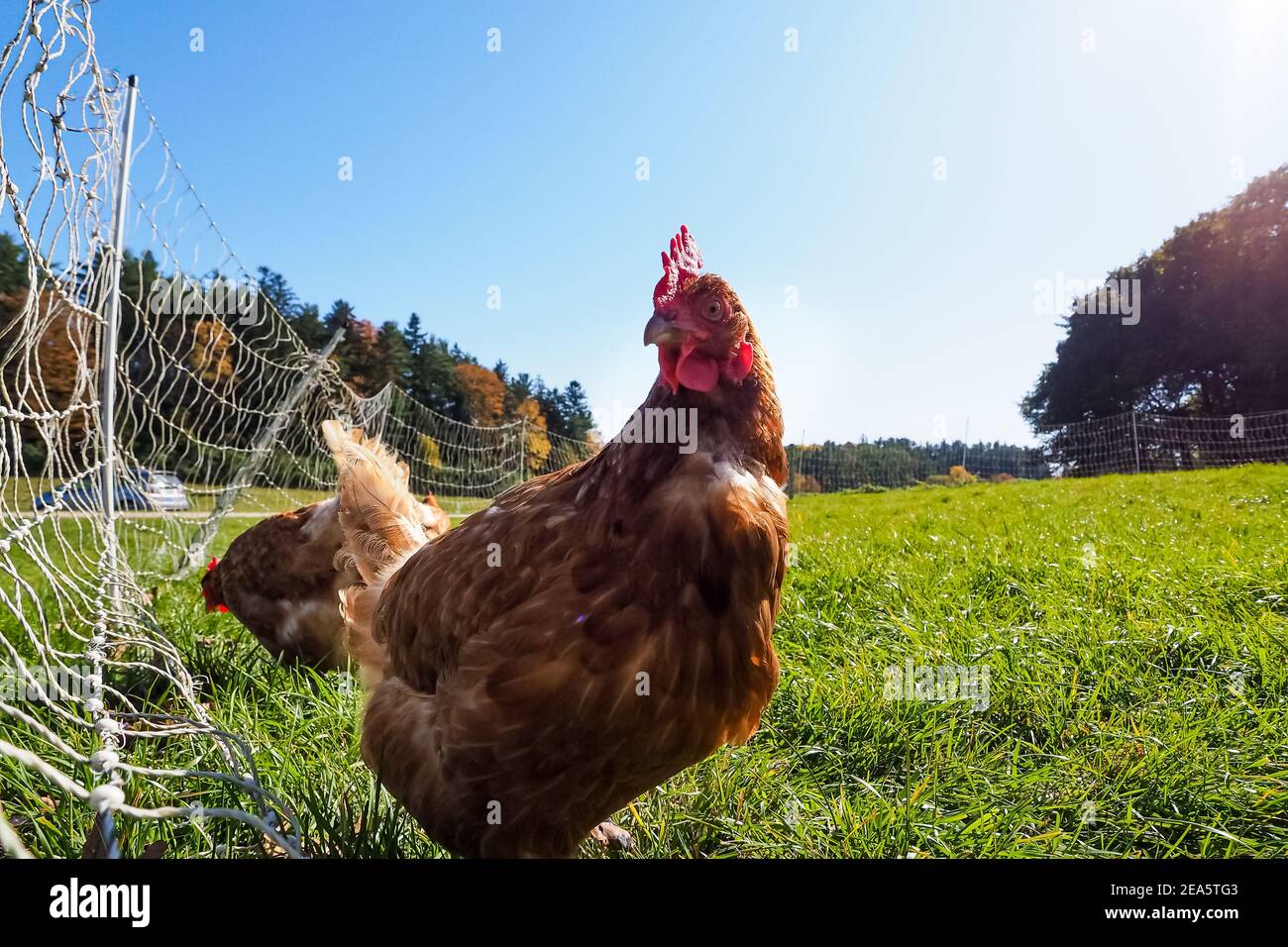 Weitwinkel dramatische authentische Nahaufnahme eines braunen und roten Hahn auf Grasfeld, Zaun an der Seite, Scheune im Hintergrund, hinterleuchtet, Stockfoto