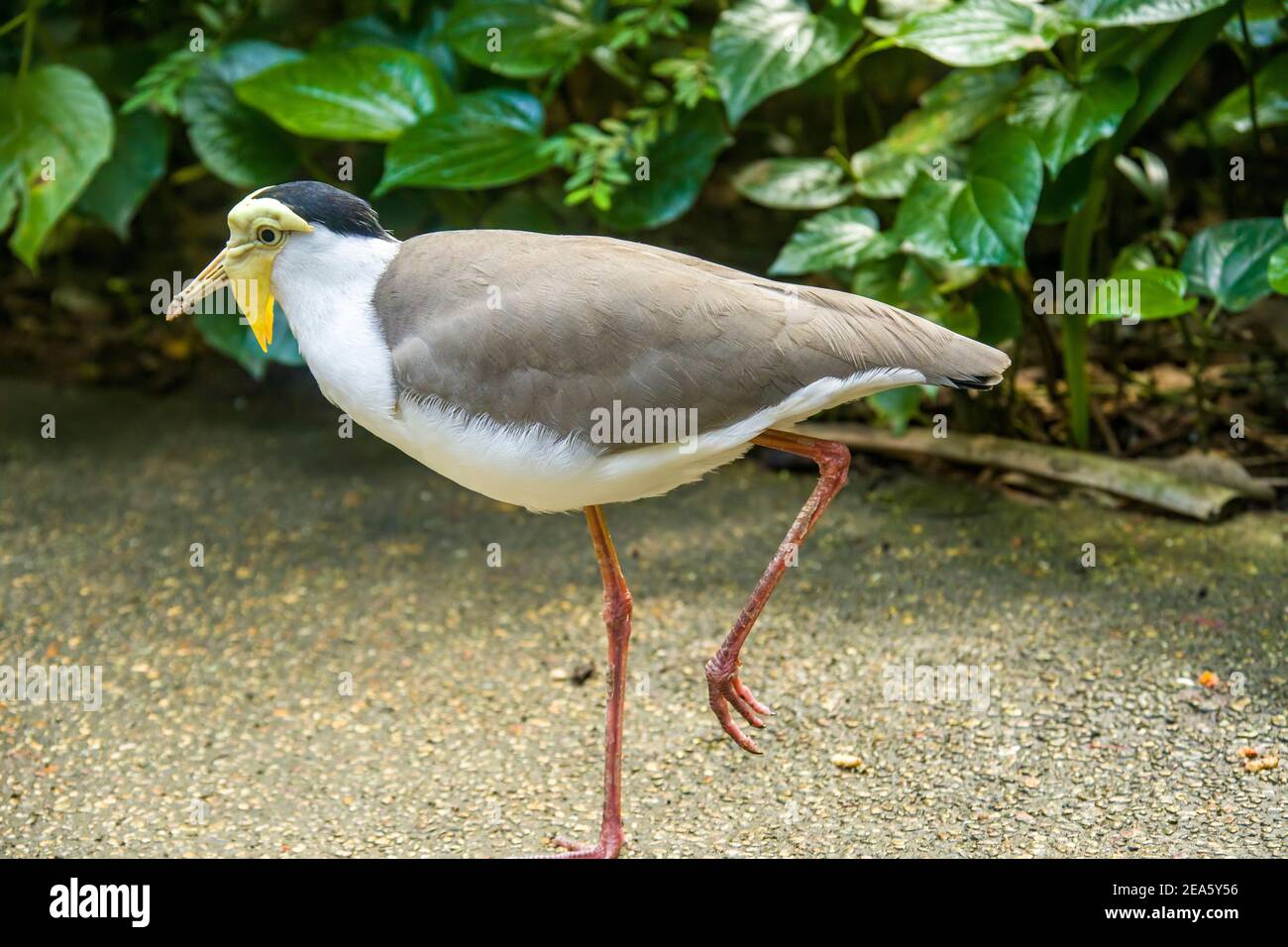 Ein maskiertes Kiebitz-Nahaufnahme-Bild. Es ist ein großer, häufiger und auffälliger Vogel, der in Australien beheimatet ist. Stockfoto