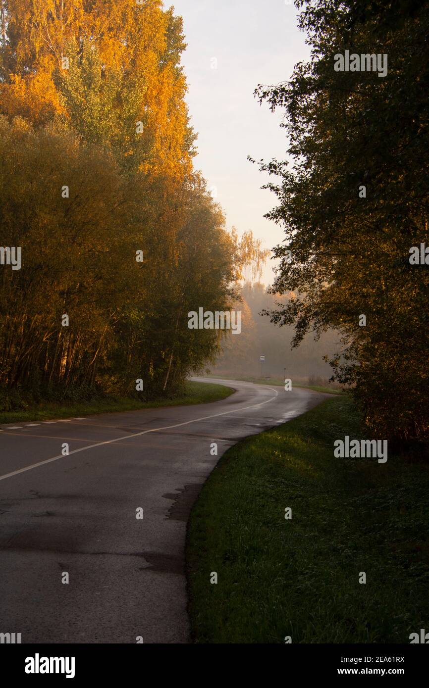 Leere Herbststraße im Wald Stockfoto