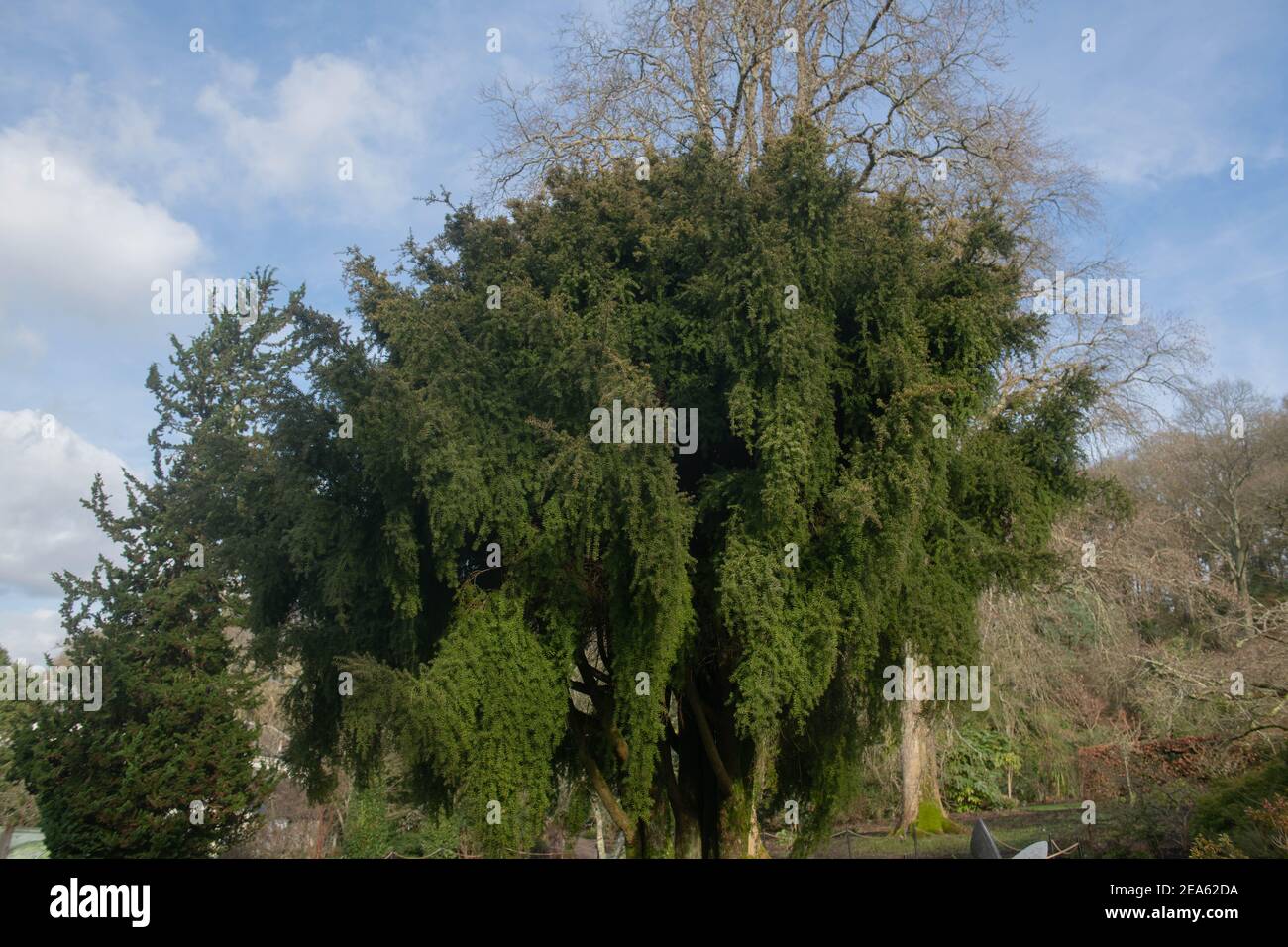 Winterfoliage eines immergrünen weinenden Podocarp Totara Baumes (Podocarpus totara 'Pendulus'), der in einem Garten in Rural Devon, England, Großbritannien wächst Stockfoto