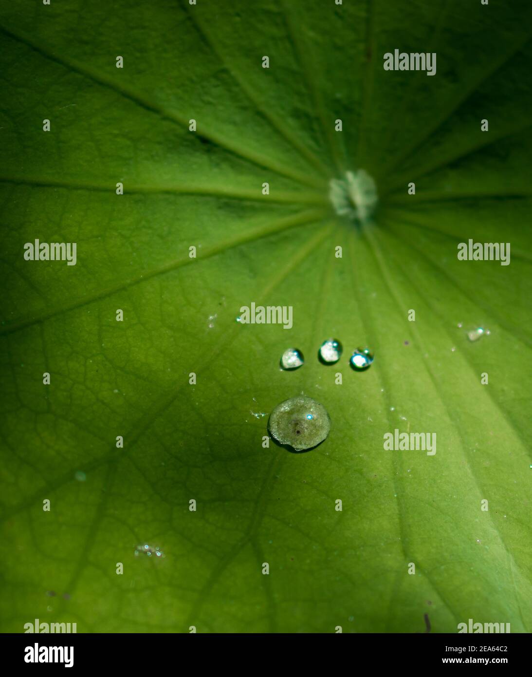 Wassertropfen auf dem Nahaufnahme-Foto mit grünem Lotusblatt. Stockfoto