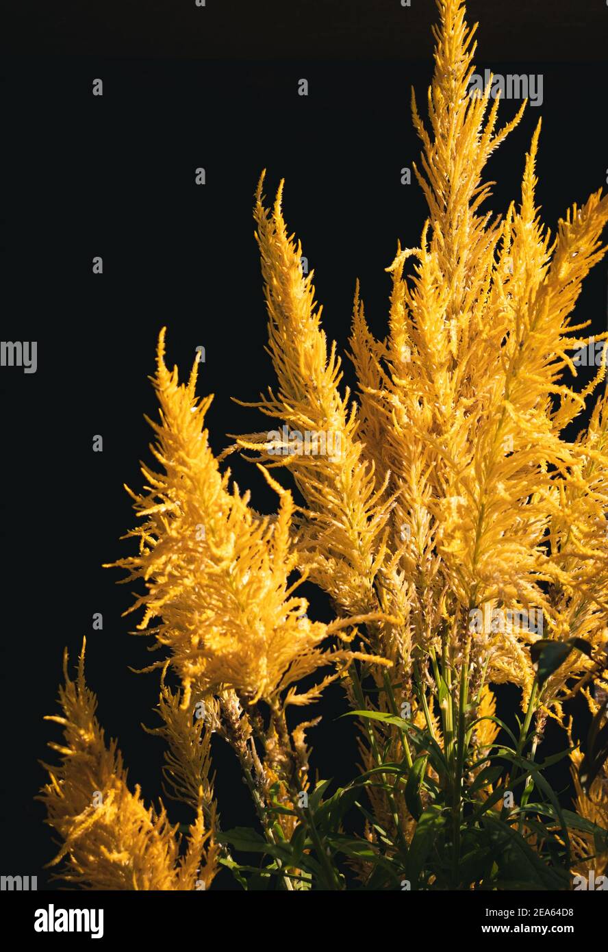 Schöne goldene Hahnenkomb Blume im Abendlicht scheint, Nahaufnahme isolierten Zweig. Stockfoto