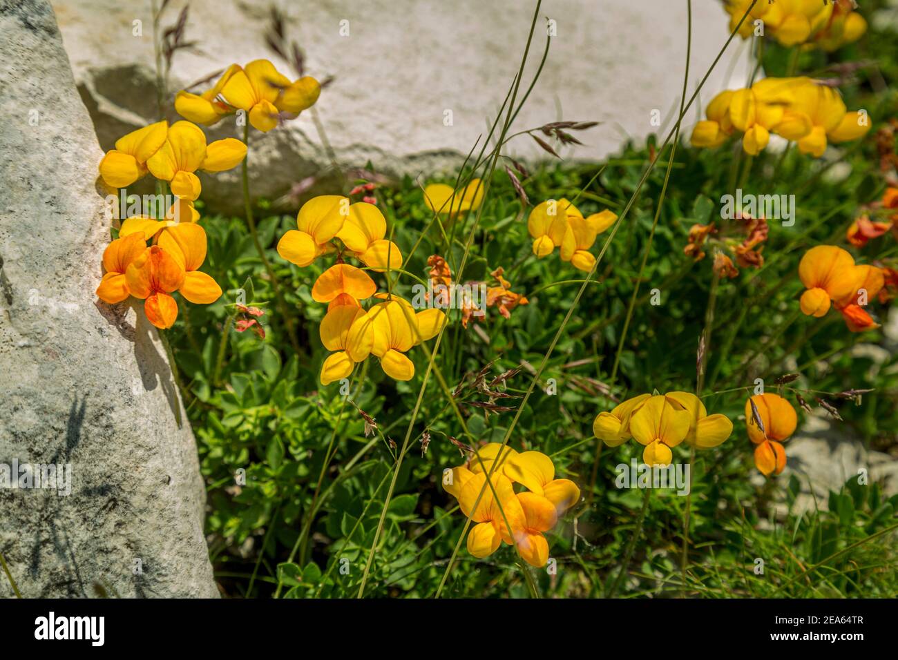 Eine Gruppe von Lotus corniculatus oder Vogelfußklee in Die Berge Stockfoto