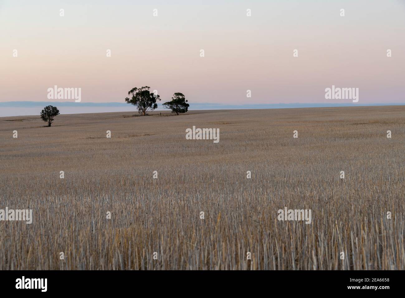 Weidefeld nach der Ernte, vor Sonnenaufgang. Stockfoto