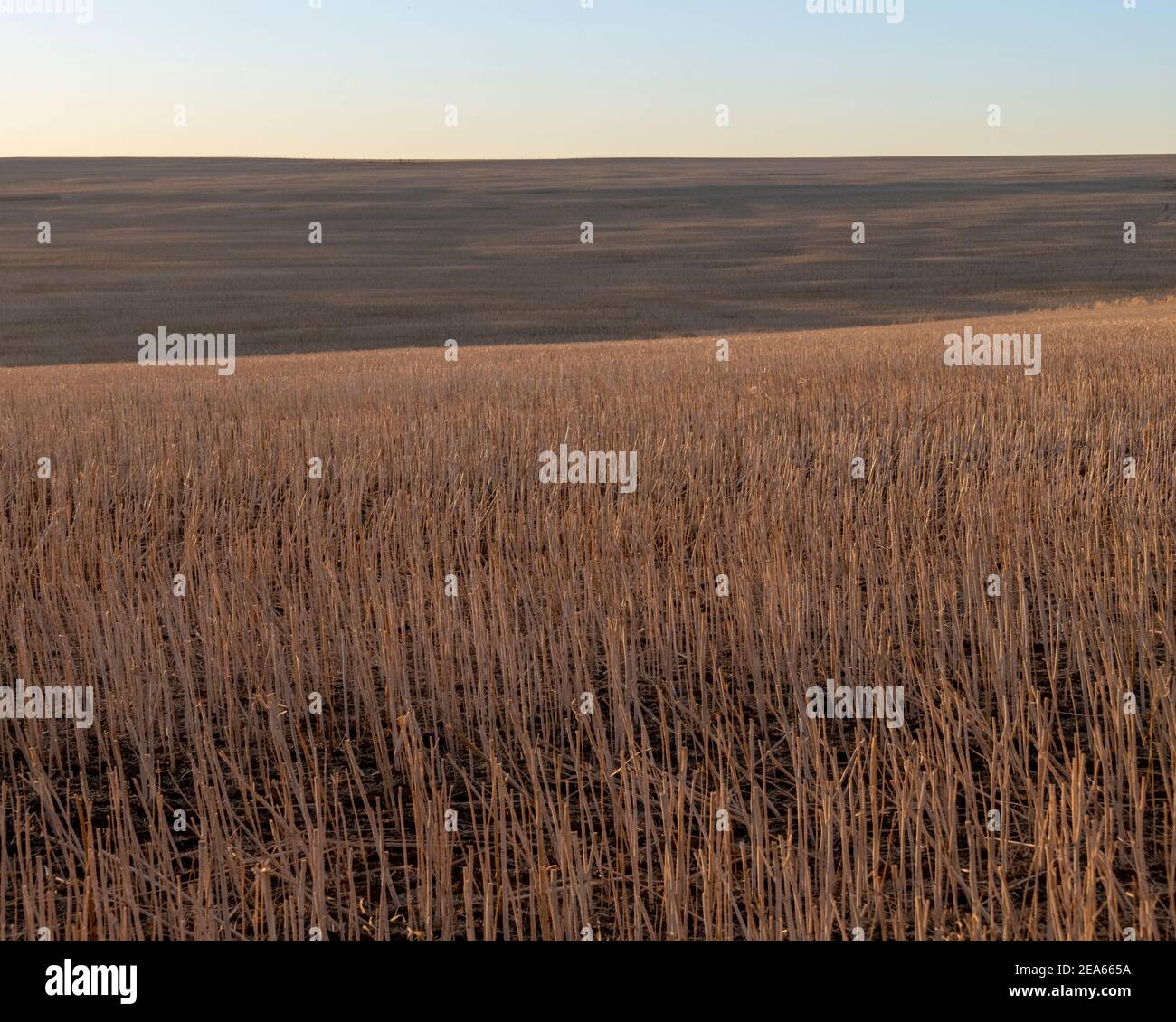 Das erste Licht berührt ein geerntetes Weizenfeld. Stockfoto