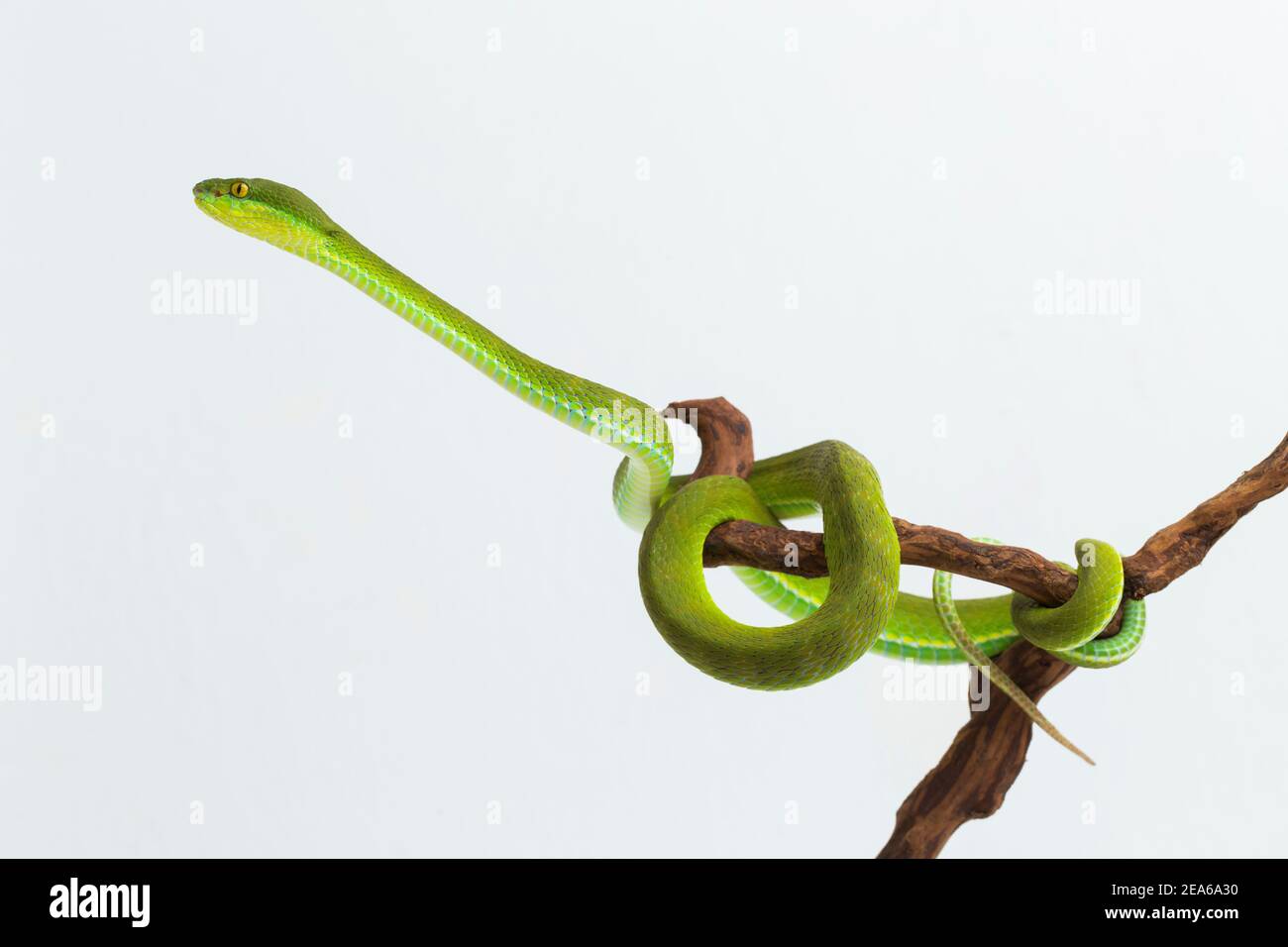 Trimeresurus insularis (White-Lipped Island Pit Viper) auf weißem Hintergrund Stockfoto