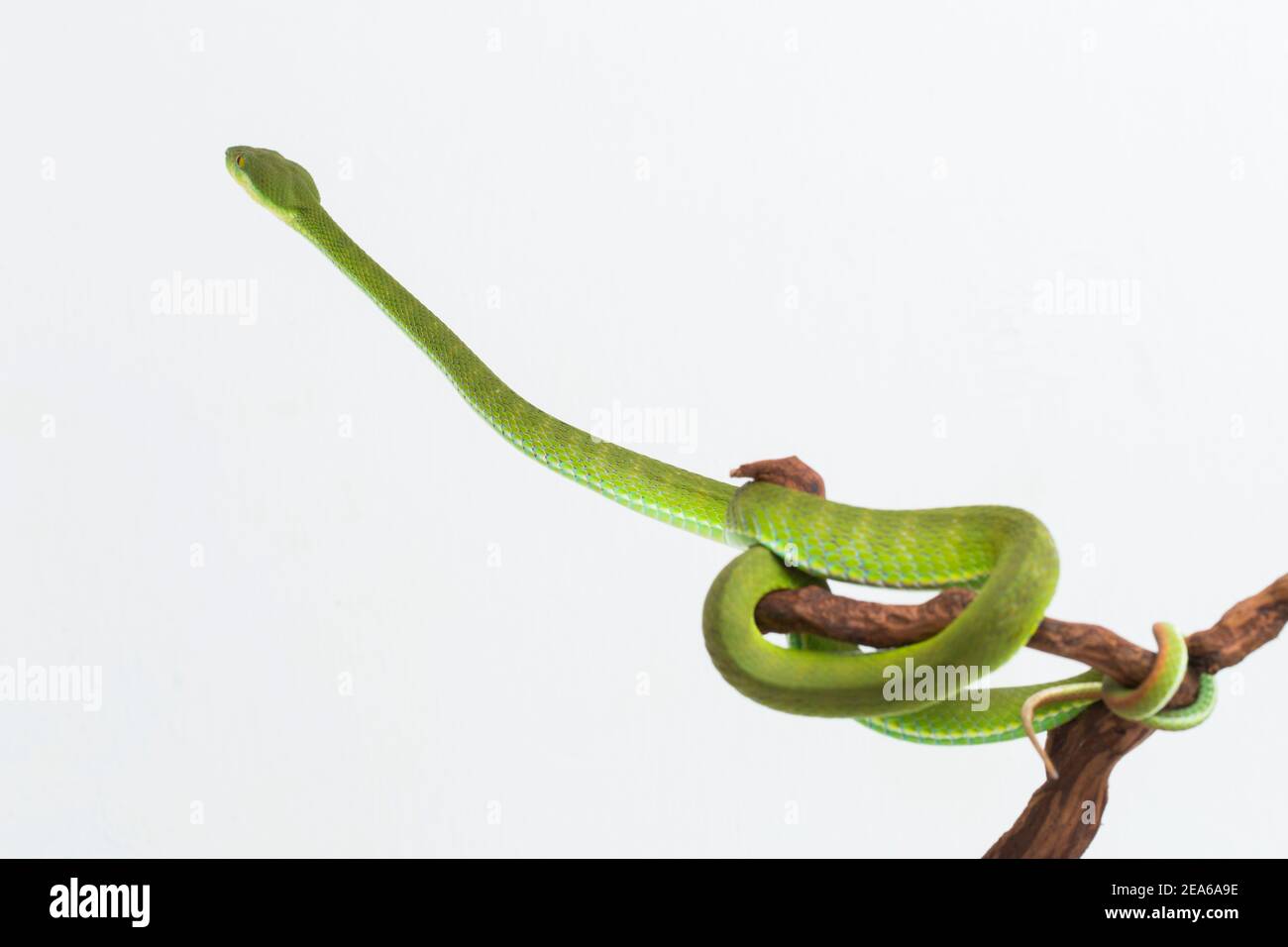 Trimeresurus insularis (White-Lipped Island Pit Viper) auf weißem Hintergrund Stockfoto