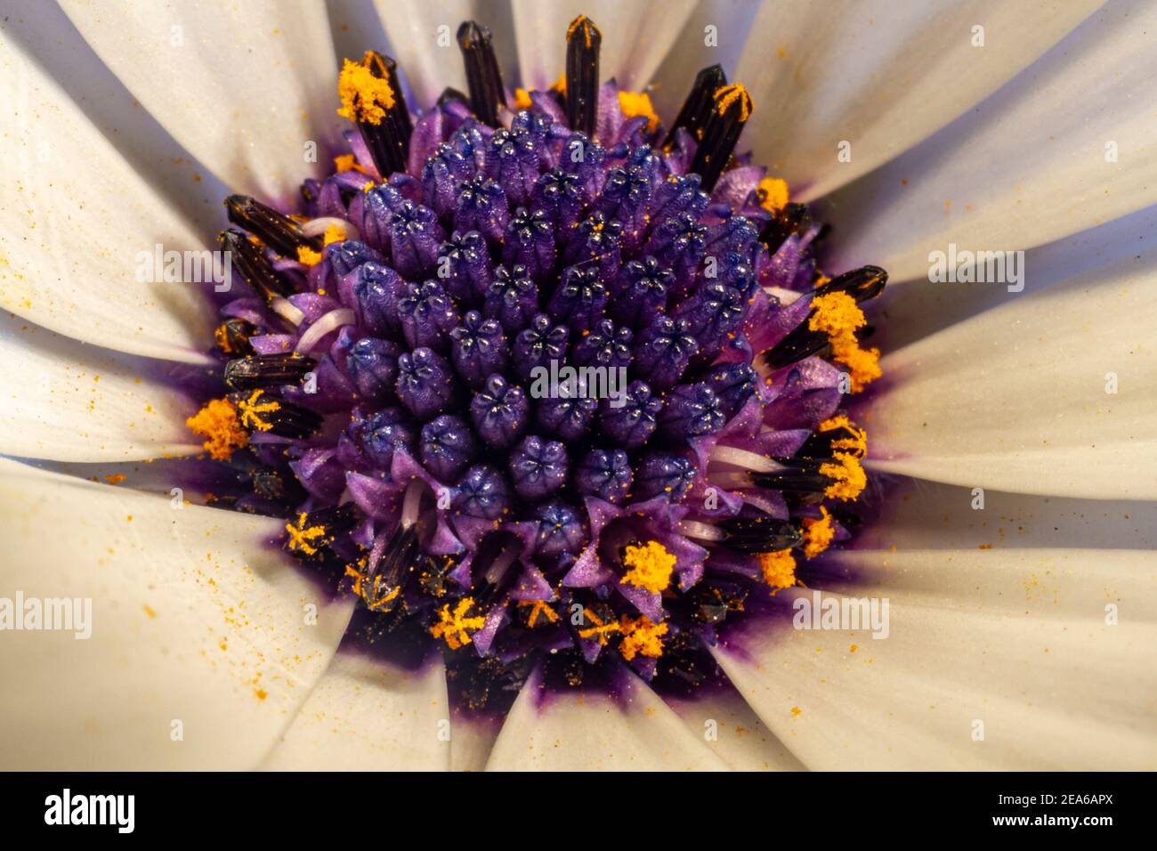 Scheibe des Kaps Margherite Van Stadens Flussdaisy, Sonntags Flussdaisy, weißer Gänseblümchenbusch, blau-weißer Gänseblümchenbusch, Stern der Velde. Haben Sie einen Durchmesser Stockfoto