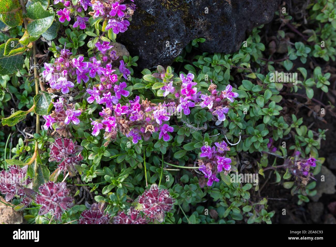 Frühblühender Thymian, Thymian, Thymus praecox, Thymus praecox subsp. Arcticus, Thymus polytrichus subsp. britannicus, Thymus arcticus, Mutter des Thymus Stockfoto