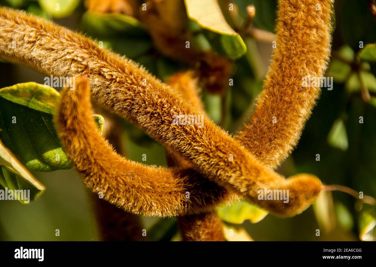2 pelzige Samenschoten eines brasilianischen goldenen Trompetenbaums, Handroanthus chrysotrichus, ( tabebuia chrysantha) privater australischer Garten. Kurvig, dekorativ. Stockfoto