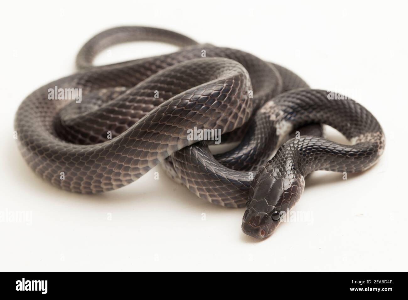 Weiße Wolfsschlange oder malaiische Wolfsschlange (Lycodon subcinctus) Auf weißem Hintergrund Stockfoto