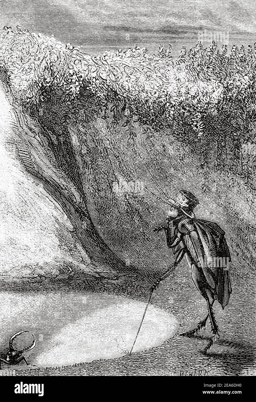 Alte Illustration aus dem 19. Jahrhundert von Kricketabenteuern von Ernest Charles Auguste Candèze (1827-1898) belgischer Arzt und Entomologe. Alte 19th Jahrhundert gravierte Illustration von El Mundo Ilustrado 1879 Stockfoto