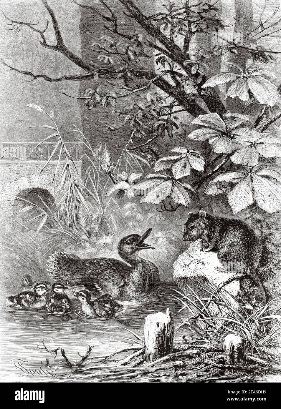 Antike Gravur aus dem 19. Jahrhundert, die eine Familie von Enten darstellt, die in einem Bach schwimmen und von einer Wasserratte beobachtet werden. Alte 19th Jahrhundert gravierte Illustration von El Mundo Ilustrado 1879 Stockfoto