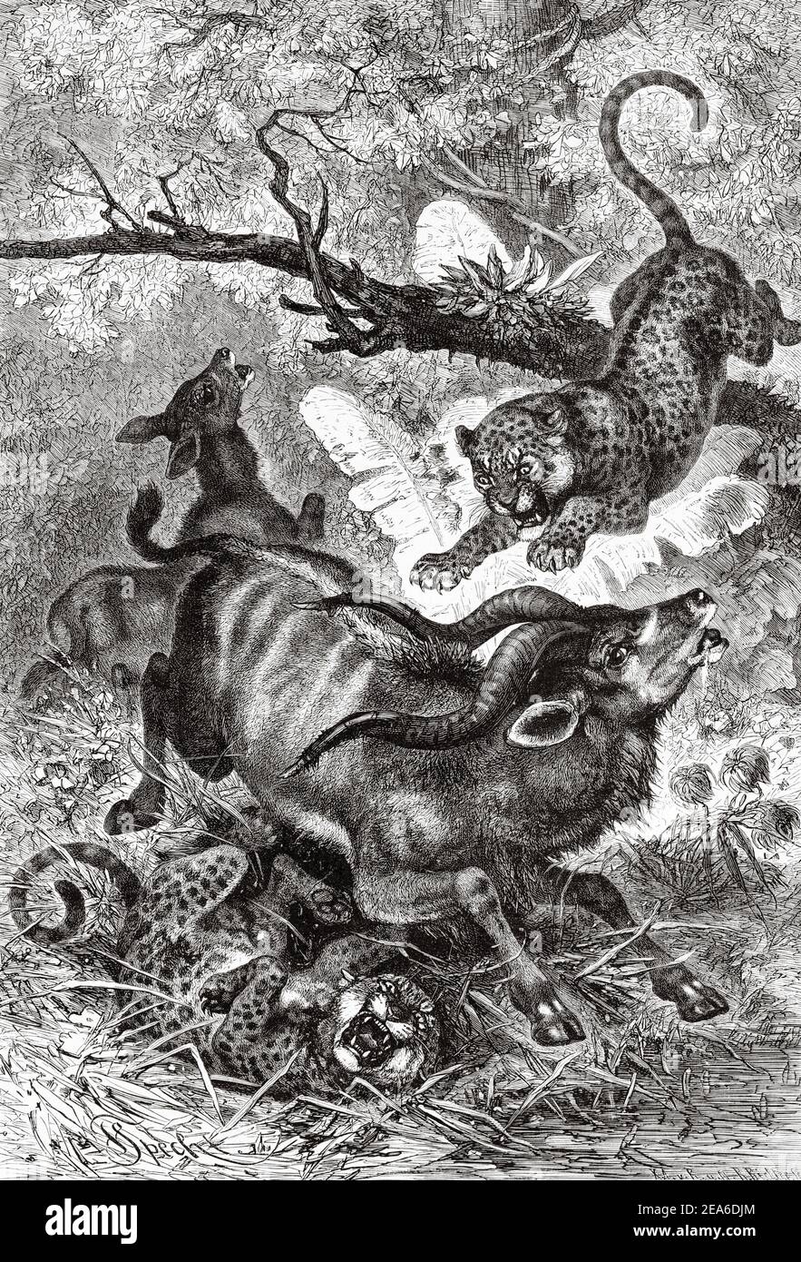 Alte Illustrationen aus dem 19. Jahrhundert, die zwei afrikanische Leoparden (Panthera pardus) auf der Jagd nach einem Impala (Aepyceros melampus) im Dschungel in Afrika zeigen. Alte 19th Jahrhundert gravierte Illustration von El Mundo Ilustrado 1879 Stockfoto