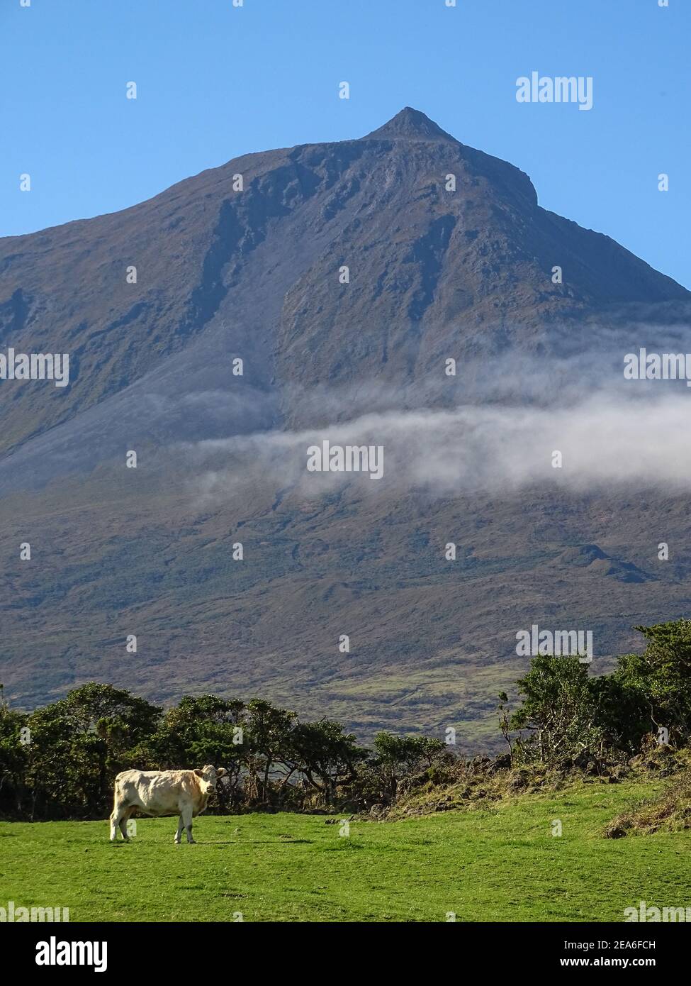 Pico Berg, Azoren Inseln, Pico Insel, Kuh auf grüner Weide und Berg im Hintergrund. Stockfoto