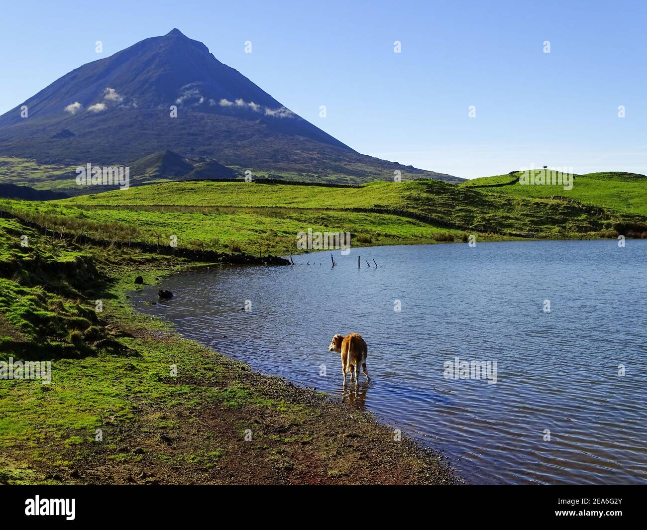 Pico Berg im Hintergrund, Blick über Lagune und Kühe, Pico Insel, Azoren. Stockfoto