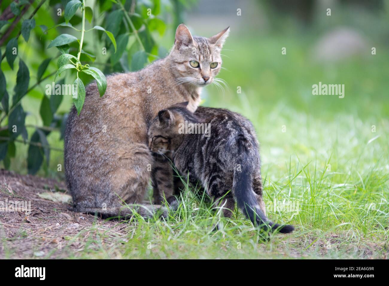 Mutter Katze mit ihrem Kätzchen im Garten Stockfoto