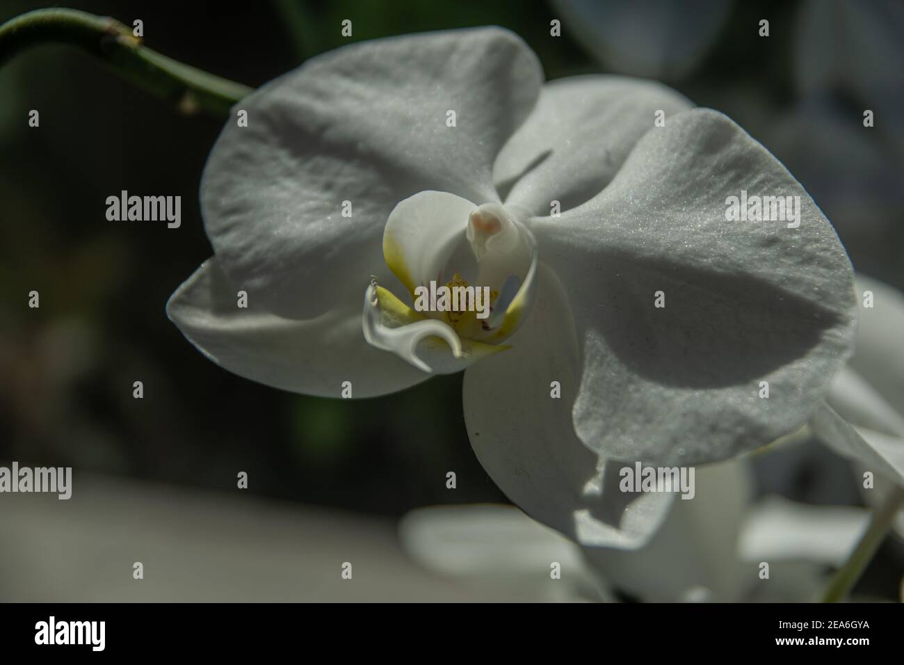 weiß weiße, weiße, weiße Orchidee Stockfoto