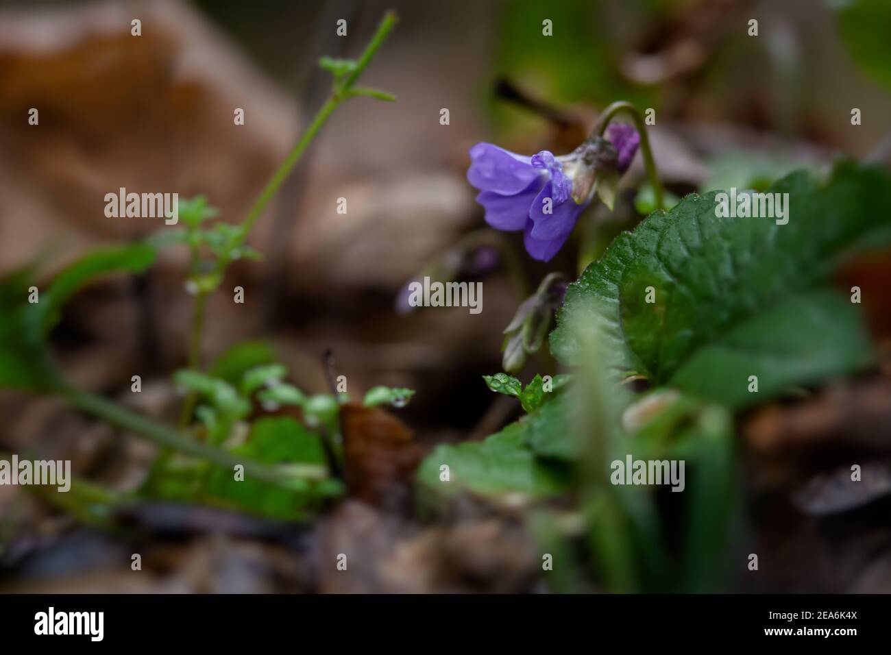 Im Wald blüht der duftende violette Wald oder Viola odorata aus der Nähe. Die ersten Frühlingsblumen erwachen. Regnerischer, wolkig bewal Makrofotografie der Wildnis Stockfoto