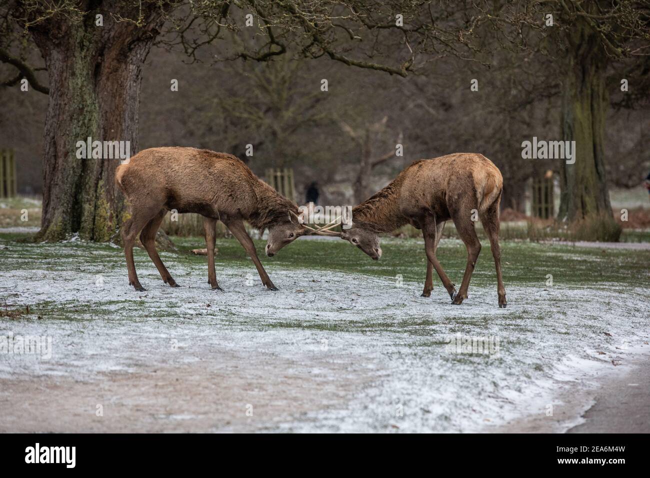Red Stag Hirsch Kampf Geweihe zwischen Schneeschauern während ein Bitterkalt Winter Tag in Richmond Park als Storm Darcy Schläge über England senden tempe Stockfoto