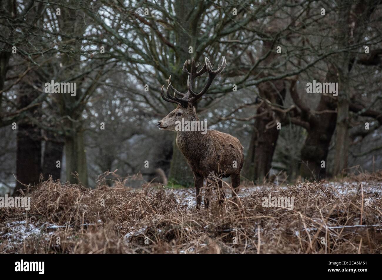 Red Stag Hirsch ist fast unsichtbar unter den Bäumen während Ein bitterkalter Wintertag im Richmond Park als Sturm Darcy bläst über England und schickte te Stockfoto