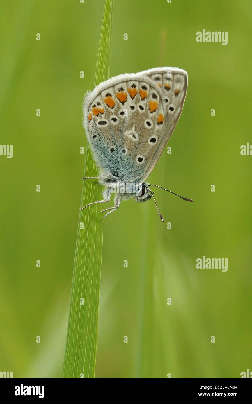 Nahaufnahme eines Ikarus blauen Schmetterlings, Polyommatus ikarus Stockfoto