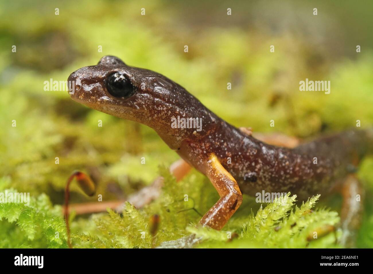 Nahaufnahme einer erwachsenen Ensatina eschschscholtzii in Süd-Oregon Stockfoto