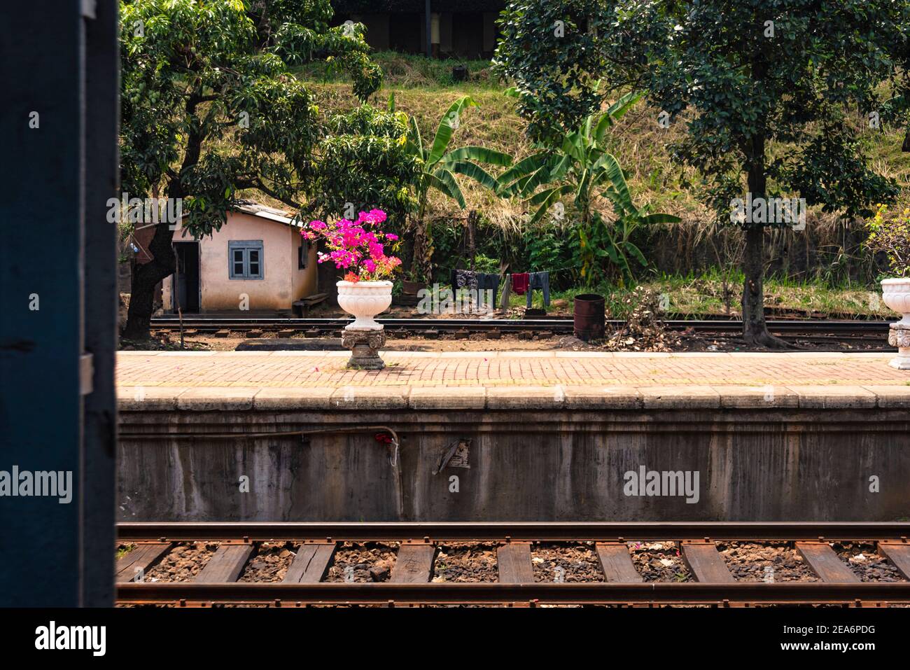 Topf mit rosa Blumen stehen in Kandy Bahnhof, Sri Lanka Stockfoto
