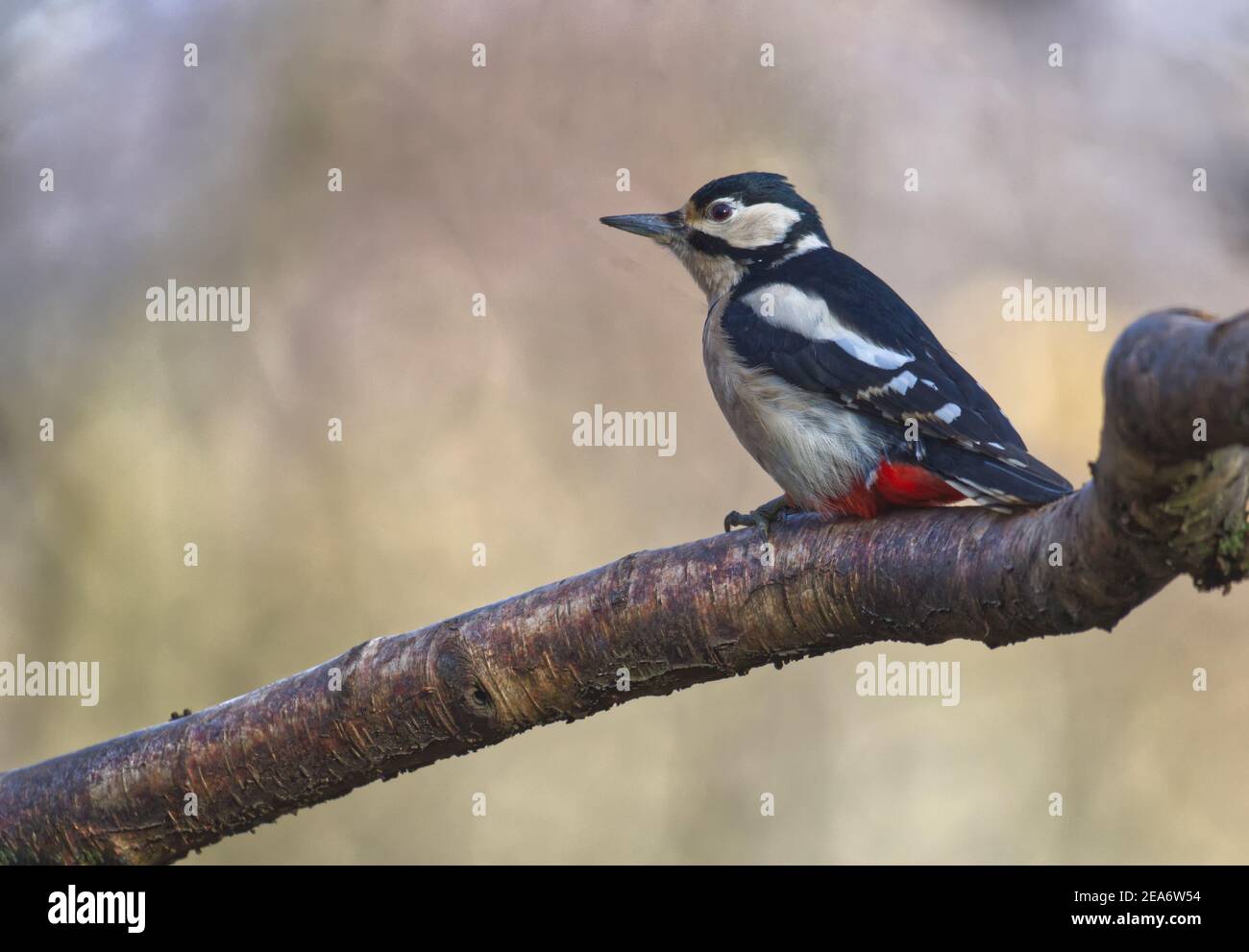 Buntspecht Stockfoto