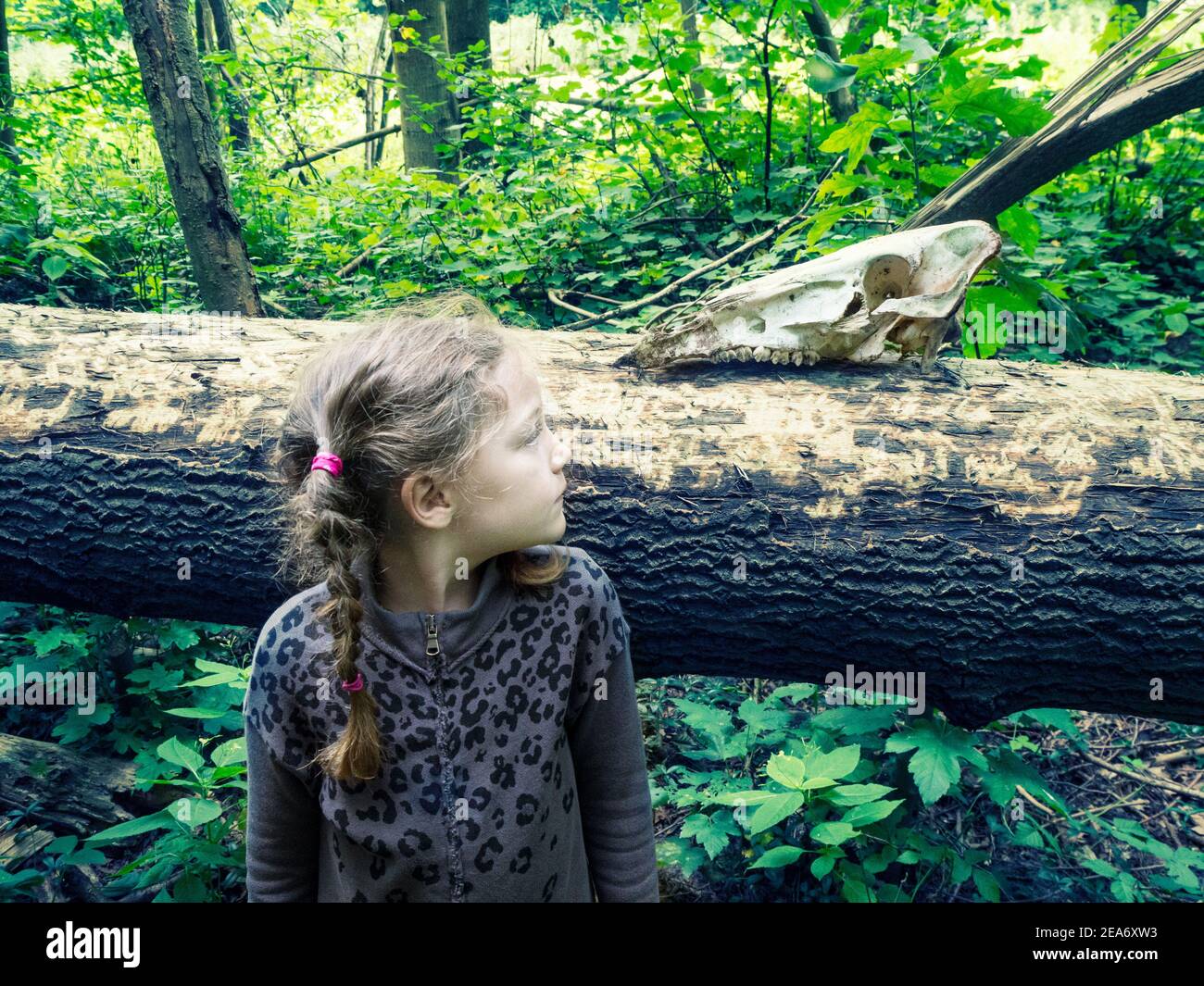 Mädchen, das im Wald steht und einen Tierschädel auf einem umgestürzten Baum sieht, Polen Stockfoto