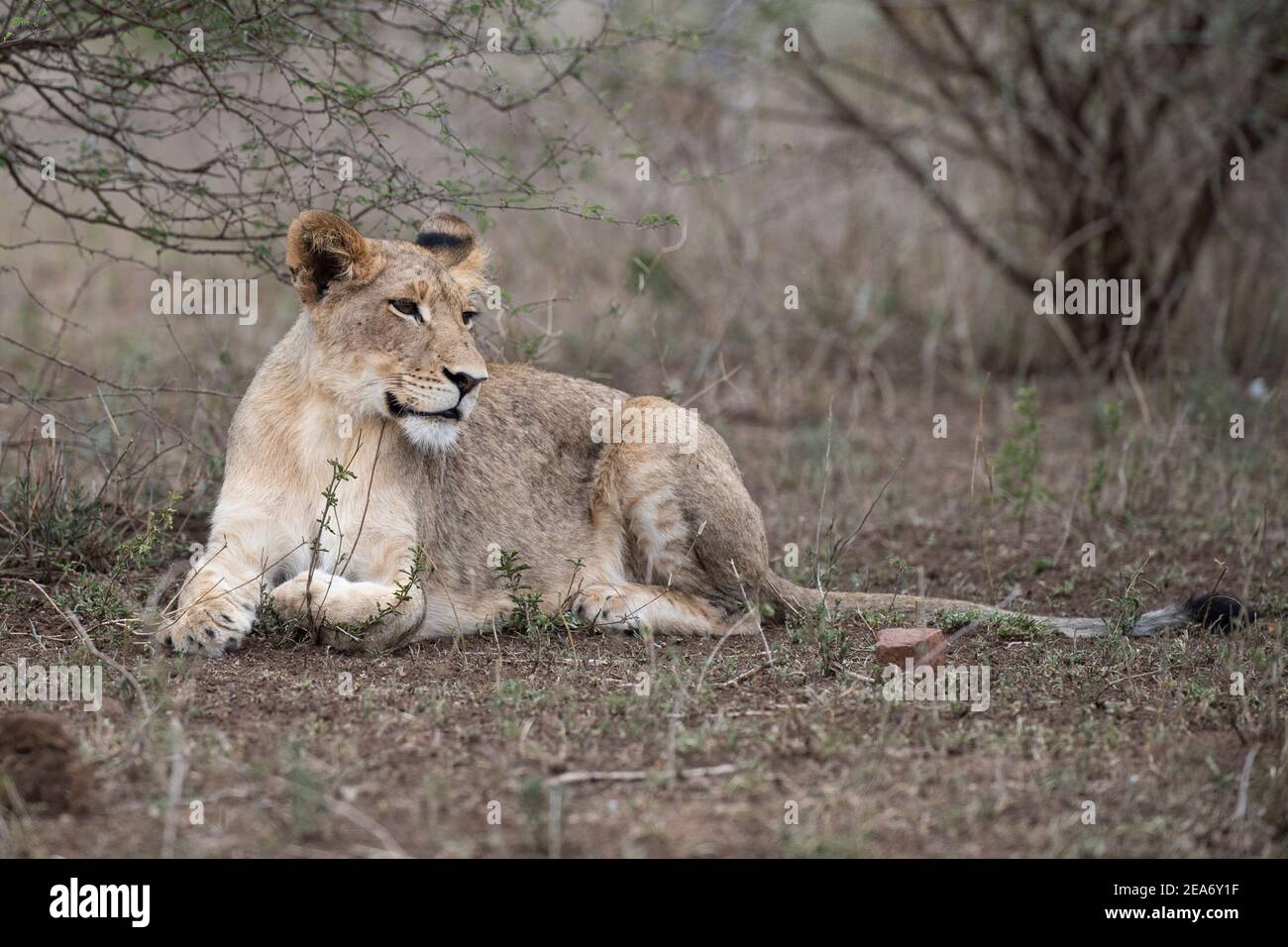 Löwenjunge, Panthero leo, Krüger National Park, Südafrika Stockfoto