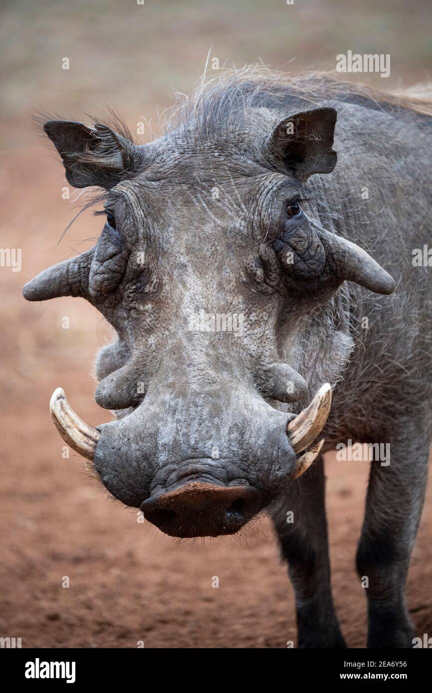 Männliche Warzenschweine, Phacochoerus africanus, Kruger National Park, Südafrika Stockfoto