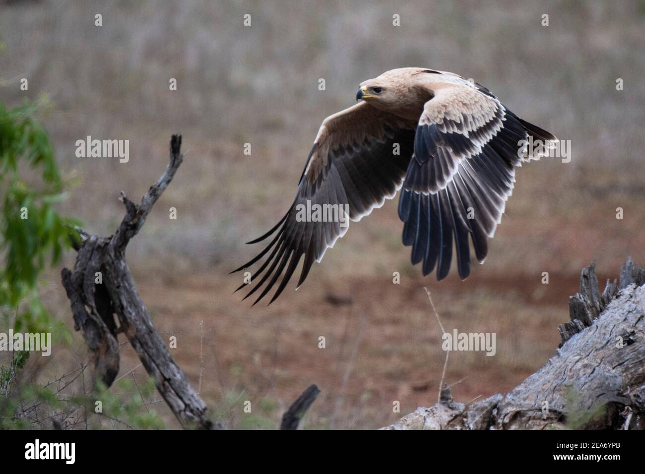 Waldadler im Flug, Aquila rapax, Kruger National Park, Südafrika Stockfoto